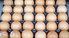 Totális tojáskivonásról döntött az Aldi Németországban