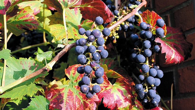 Új szabályok a borszőlőnél - megszólalt a köztestület