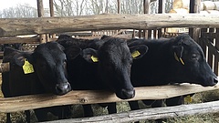 A tehenek szenvedik meg a válságot: Szibériába küldik őket
