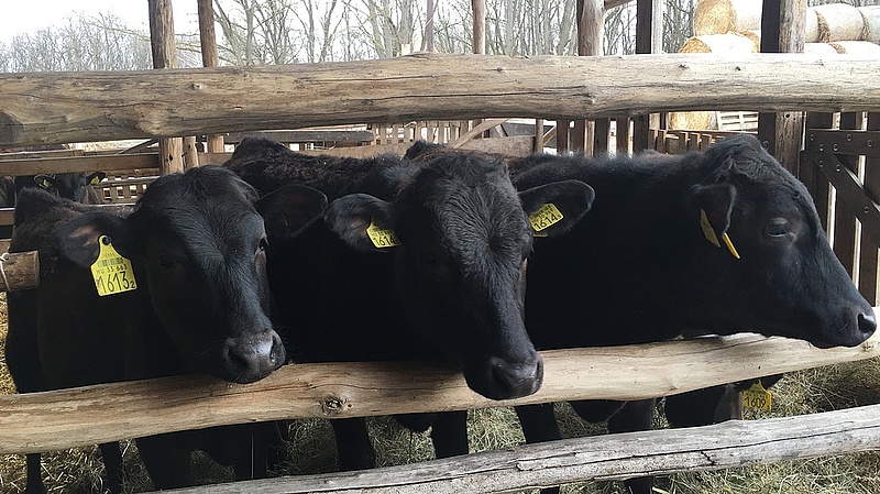 A tehenek szenvedik meg a válságot: Szibériába küldik őket