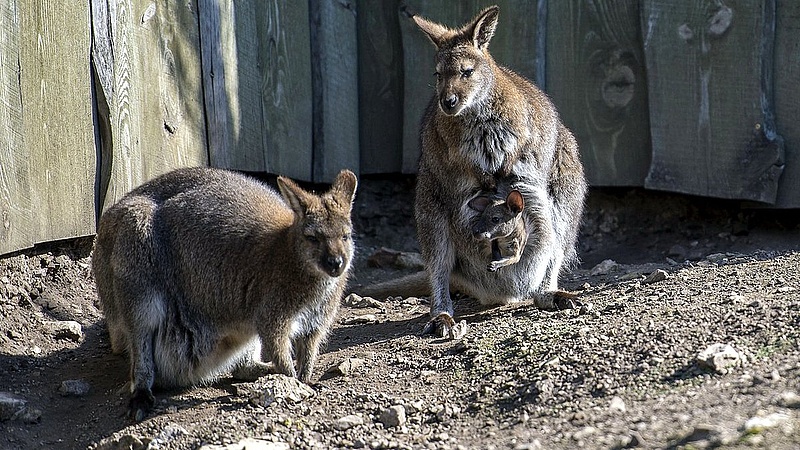 Kiszökött két kenguru a miskolci állatkertből