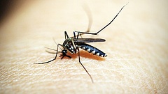 Szúnyoginvázió jöhet - lép a katasztrófavédelem