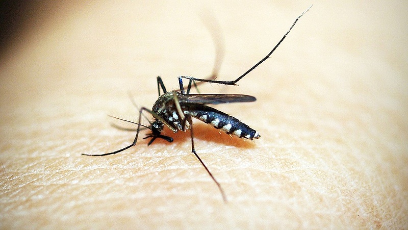 Kétszáz településen irtják a szúnyogokat 