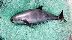 Nem engedelmeskedtek az orosz megszállóknak - éhen haltak a harci delfinek