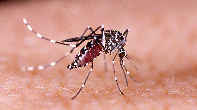 Kevesebb szúnyog lehet idén nyáron