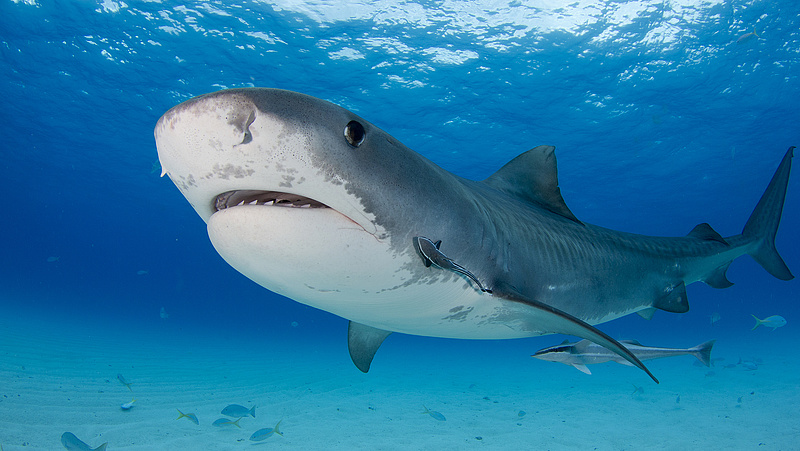 Kell-e félnünk a tengeri ragadozóktól? Újabb halálos cápatámadás történt