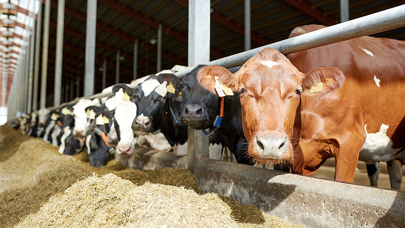 Masszírozó gépeket telepítenek a tehenészetbe a jobb tejért