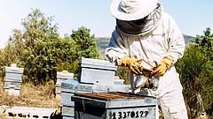 Több támogatás a méhészeknek és a galambtartóknak