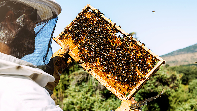 Ekkora támogatást kaphatnak a magyar méhészek