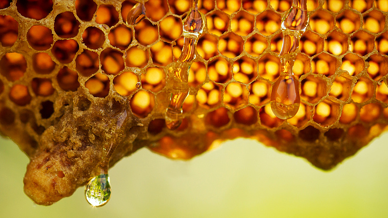 Magyar javaslat mentheti meg az EU méhészeit