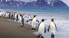 Elborzasztó hír jött a ma élő, legnagyobb pingvinekről