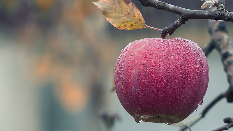 Bajban vannak a szabolcsi almatermesztők