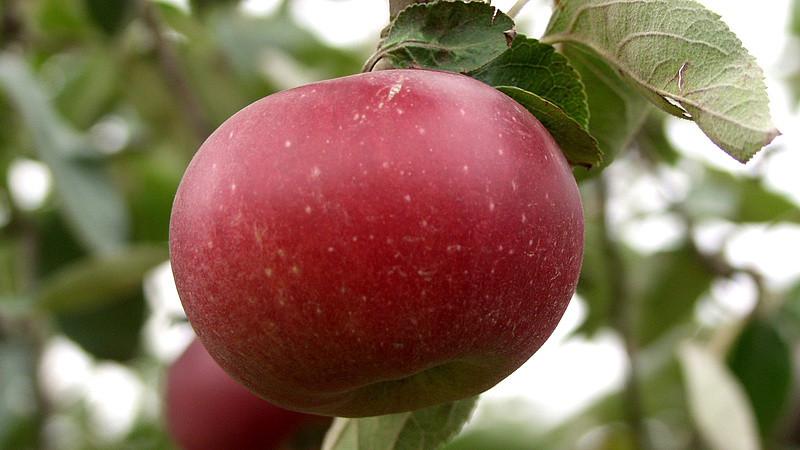 Jó hírt kaptak az almatermelők