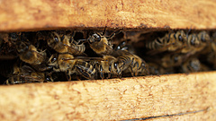 Több millió méh pusztult el egy repülőtéren