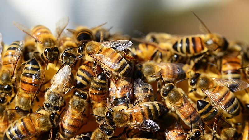Jól szituált városiak fogadják fel leginkább a százéves családi méhészet kaptárlakóit