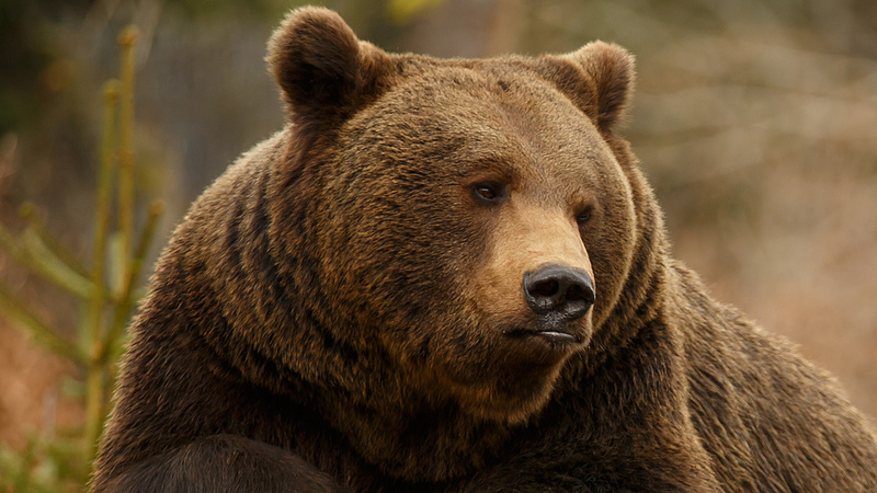 Most Bákó megyében ölt embert egy medve