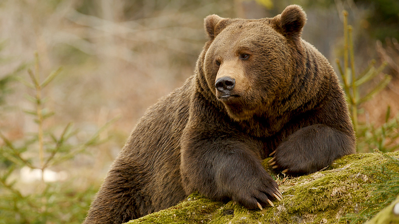 Szélesre tárt karokkal várja a magyarokat is az orosz medve