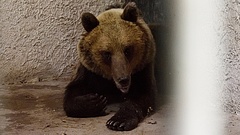 Levenné a barna medvét a veszélyeztetett fajok listájáról az RMDSZ