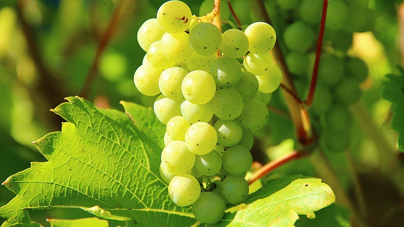Betegségek miatt van veszélyben a magyar szőlő