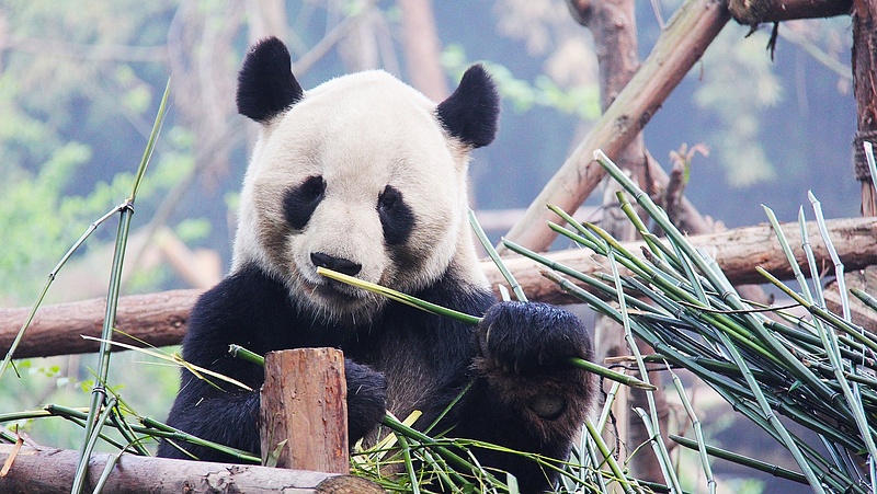 Pandakötvényt bocsátott ki Magyarország