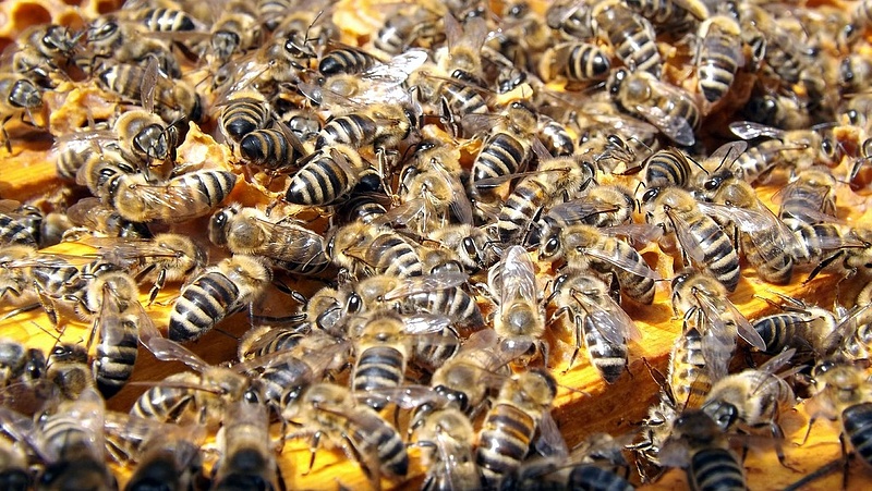 Már tudják, hogyan menthetők meg a méhek