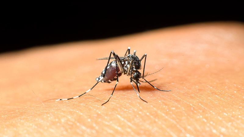 1200 hektáron irtják a szúnyoglárvákat