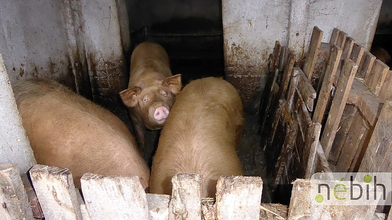 Kétségbeejtő: kacsatetemekkel etették a disznókat egy Bács-Kiskun megyei állattartó telepen