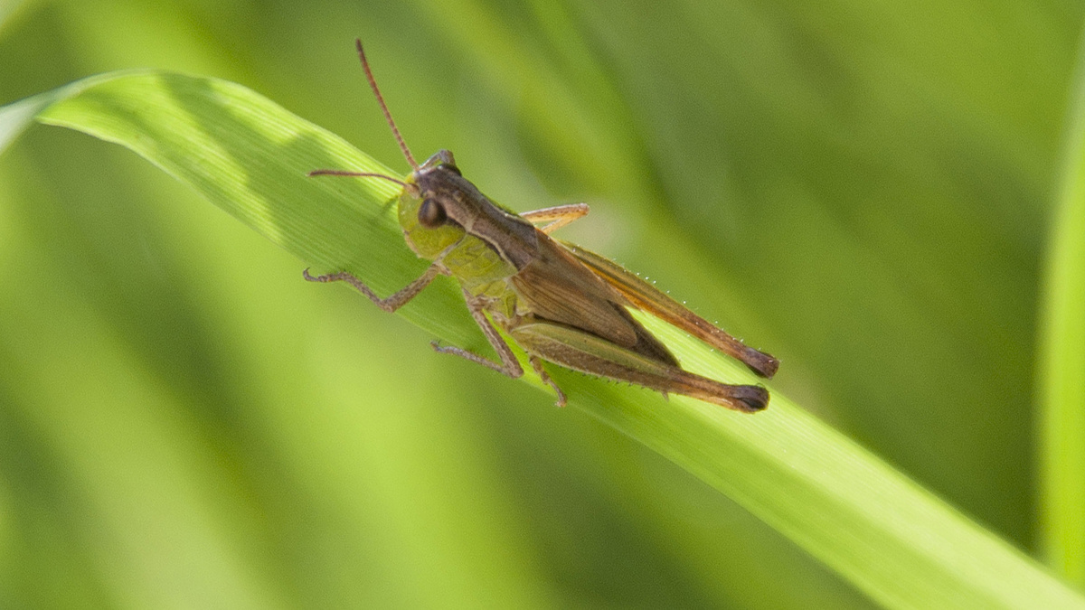 Beindul a nagy tücsök- és szöcskebiznisz - Economx.hu