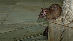 Újra sok patkányt találnak országszerte
