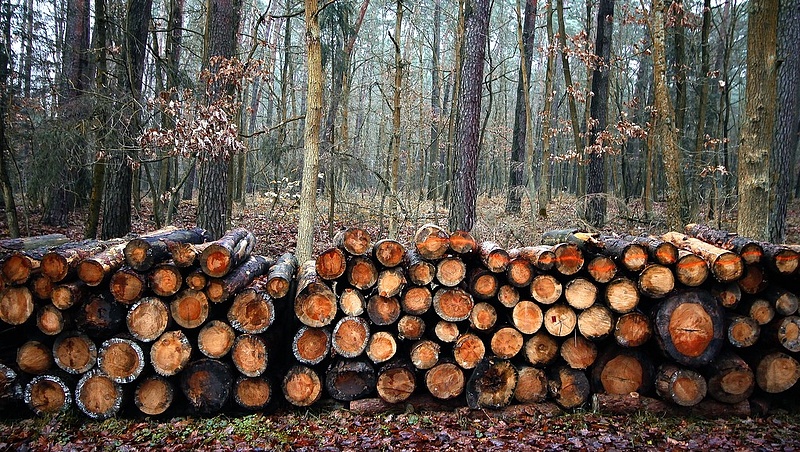 Közel száz fa kivágására készülner a Gellérthegyen