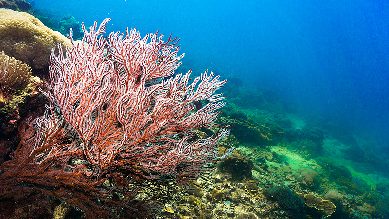 A technológia segíthet megmenteni a korallokat