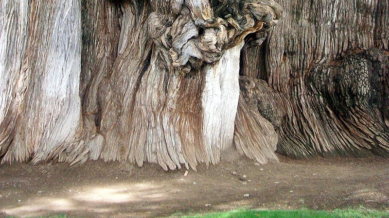 Egy 2624 éves fát találtak az USA-ban