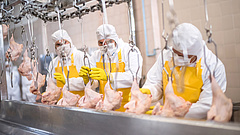 Rezisztens baktériumokkal fertőzött a bolti csirkehúsok fele