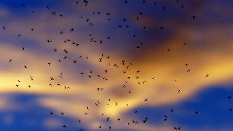 Bajba kerültek a horvátok a szúnyogok miatt