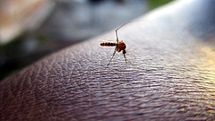 Idén megszenvedjük a szúnyoginváziót - nem igaz a "fecsketeória"