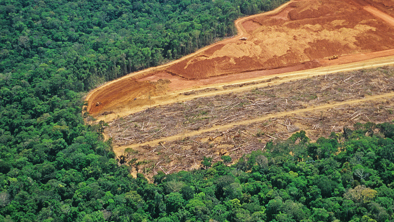 Huszonkilenc százalékkal csökkent az erdőirtás, igaz az adósság elengedését kérik cserébe