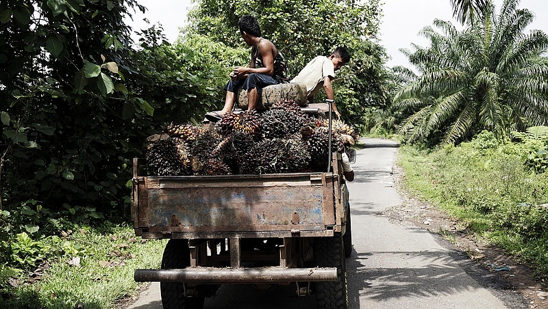 Rárohad Indonéziára a pálmaolaj, kiszórják a készleteket