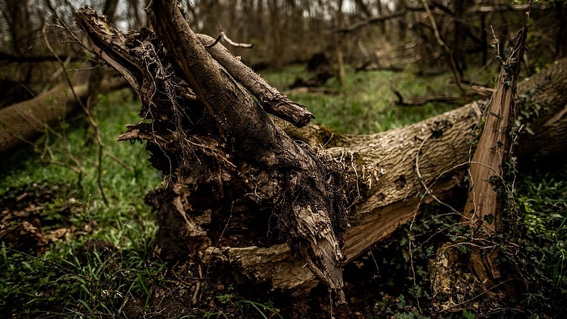Országszerte pusztulnak az erdők - a kőris eltűnhet Magyarországról