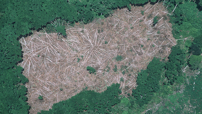Erdőirtás: rekordpusztítás az Amazonas-medencében