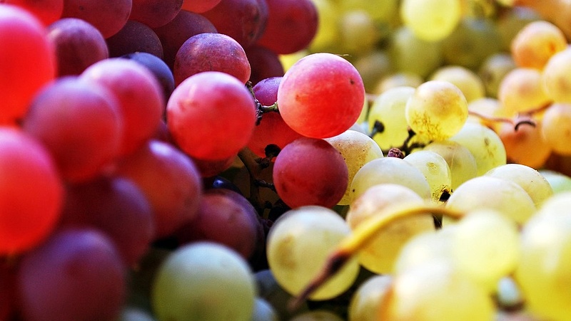 A Dunától keletre is meg kell semmisíteni a beteg szőlőtőkéket