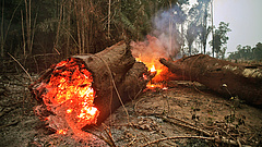 Csúcsra jár az erdőirtás az Amazonas brazíliai térségében 