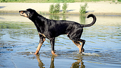 Koronavírus: 94 százalékos eredményt értek el a német kutyák
