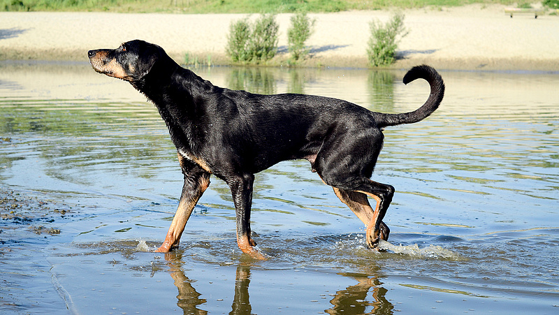 Koronavírus: 94 százalékos eredményt értek el a német kutyák