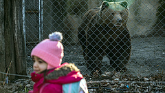 Teljesen átalakulhat a budapesti állatkert működése