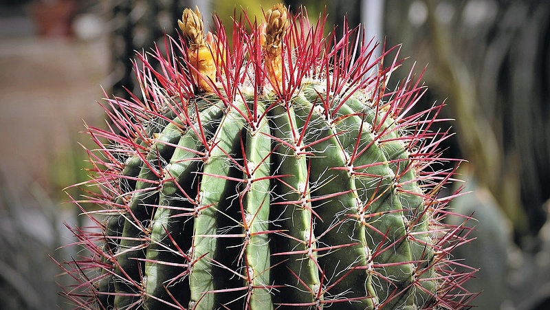 Kaktuszok okoznak komoly problémát a Pilisben