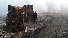Védett erdőt pusztítottak el a Tiszánál