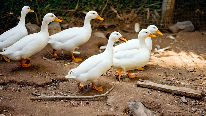 Mégsem voltak madárinfluenzások a leölt békési kacsák