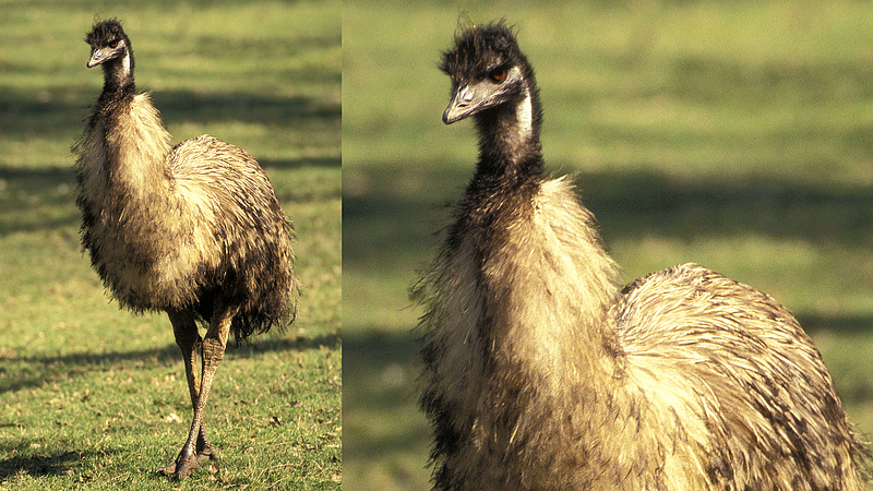 Emu rohangált Csepelen