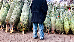 Eddig bírták a termelők, drágul a karácsonyfa