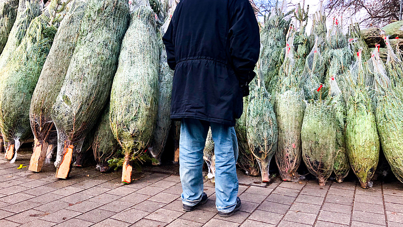Van élet a krumplin túl: karácsonyfát oszt a fideszes polgármester